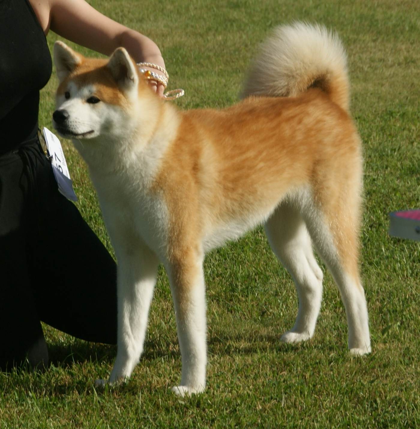 Červená japonská akita v postoji, urajiro a stočený chvost
