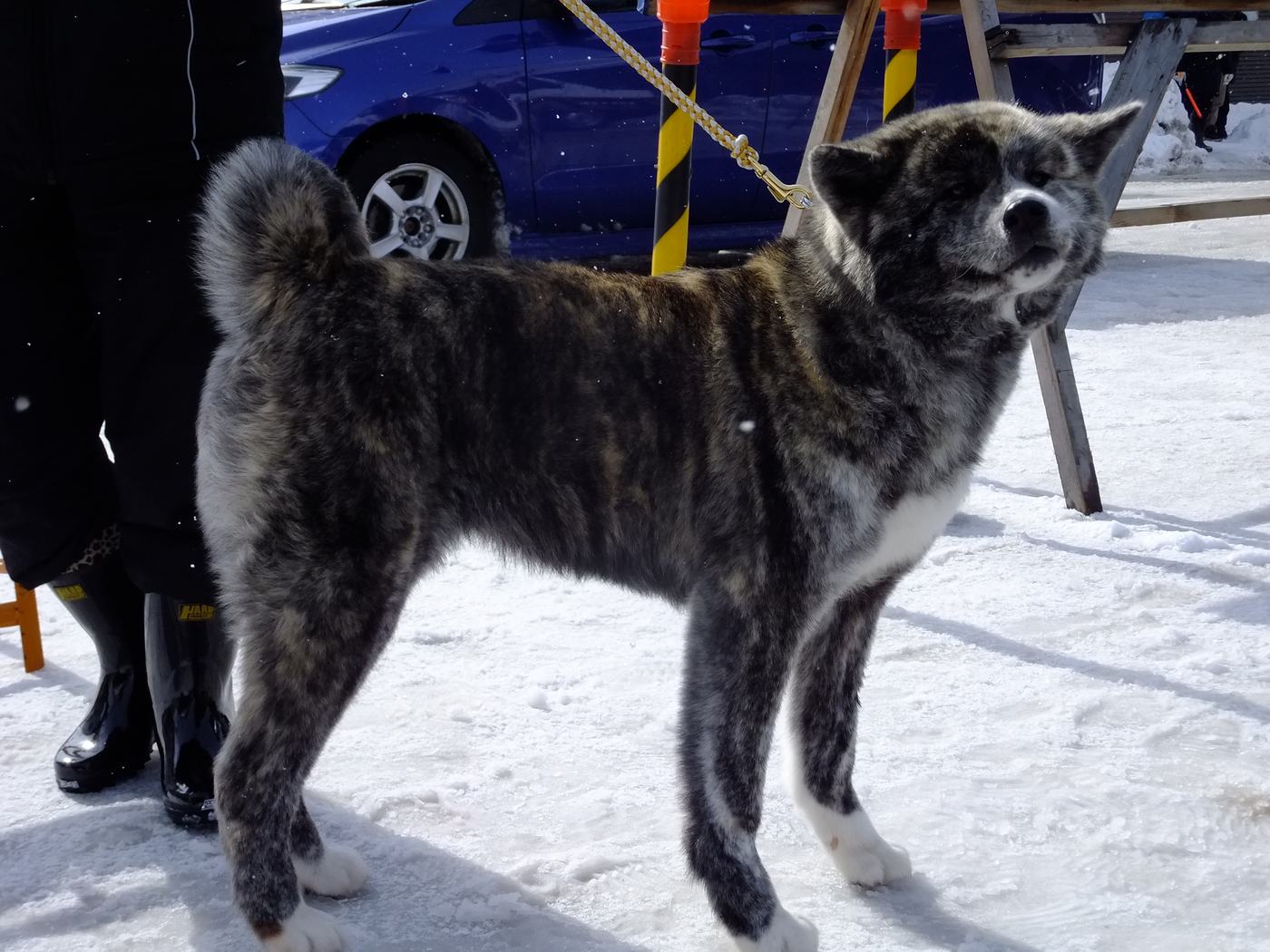 Žíhaná (brindle) akita s bielym urajiro na snehu