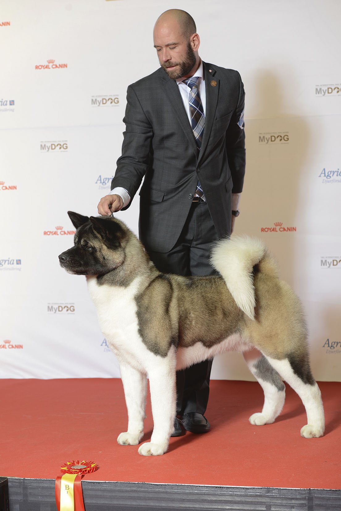 Americká akita s vystavovateľom — víťaz skupiny 5