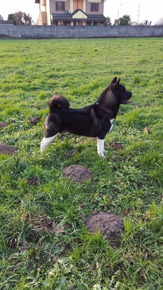 Čierna americká akita v profile na lúke — farebná varieta