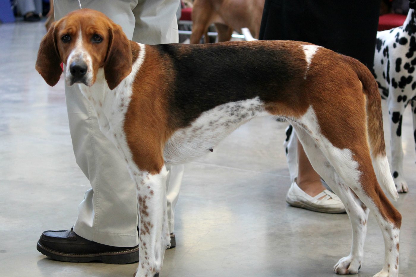 Americký foxhound: ten istý pes,