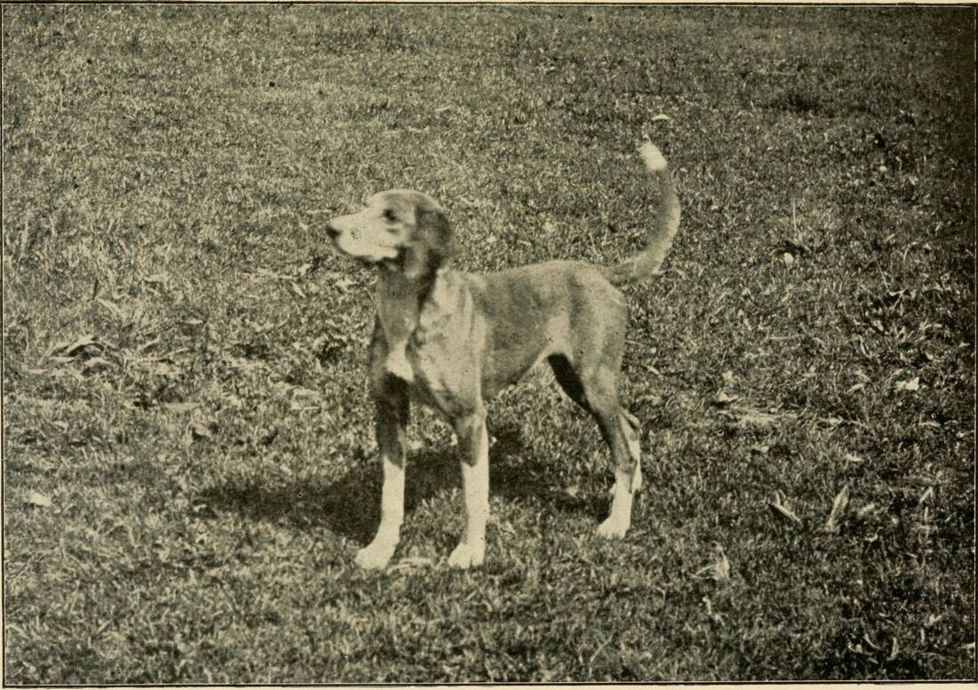 Dobová fotografia amerického foxhounda z knihy Haidena C. Trigga z roku 1890