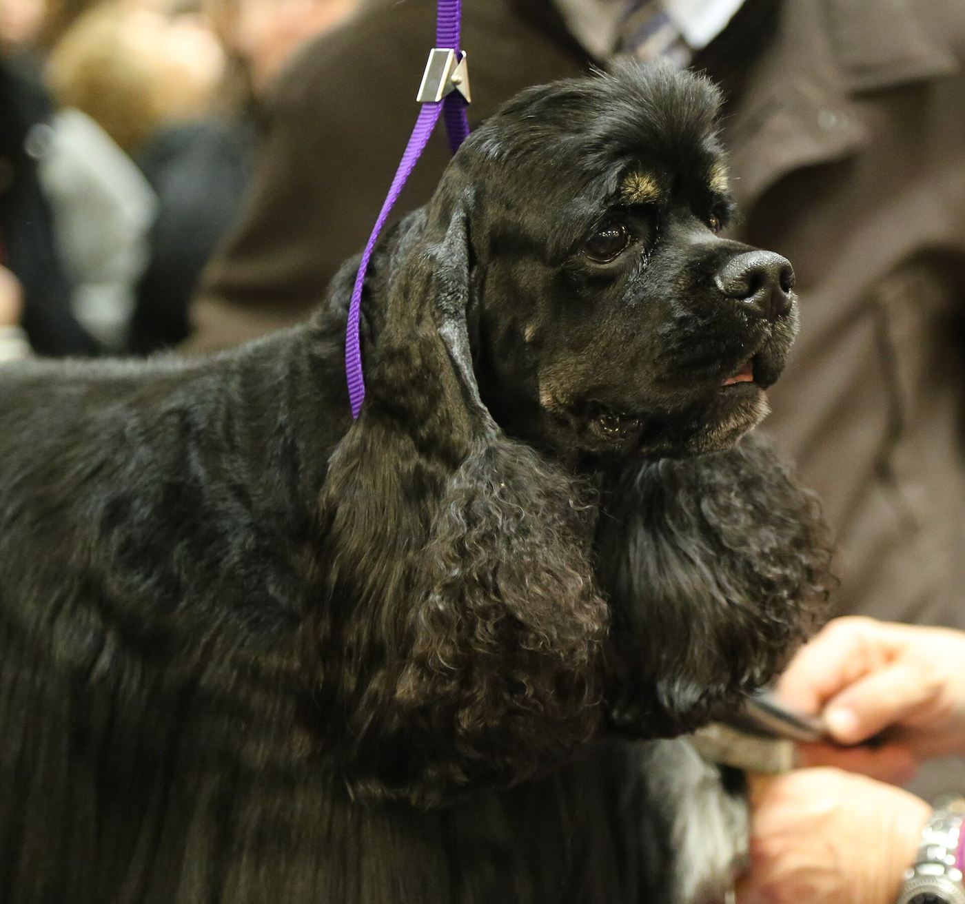 Čierny americký kokeršpaniel s pálením, groomer prečesáva feathering na hrudi hrebeňom