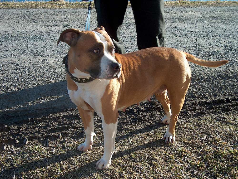Červeno-biely amstaff v postoji so silnou hlavou a sklopenými ušami