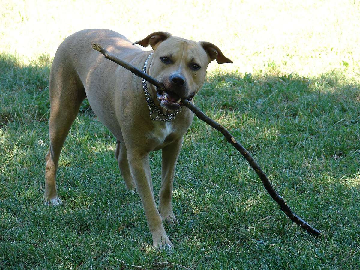 Plavý amstaff aportujúci konár — plemeno potrebuje pohyb a hru