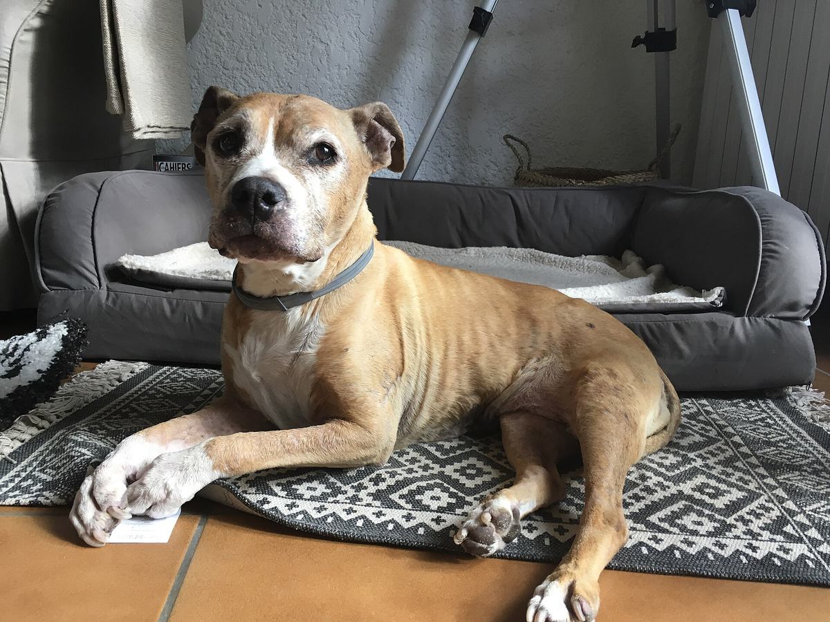 Sedemnásťročný amstaff so šedivejúcim ňufákom odpočíva doma na pelechu