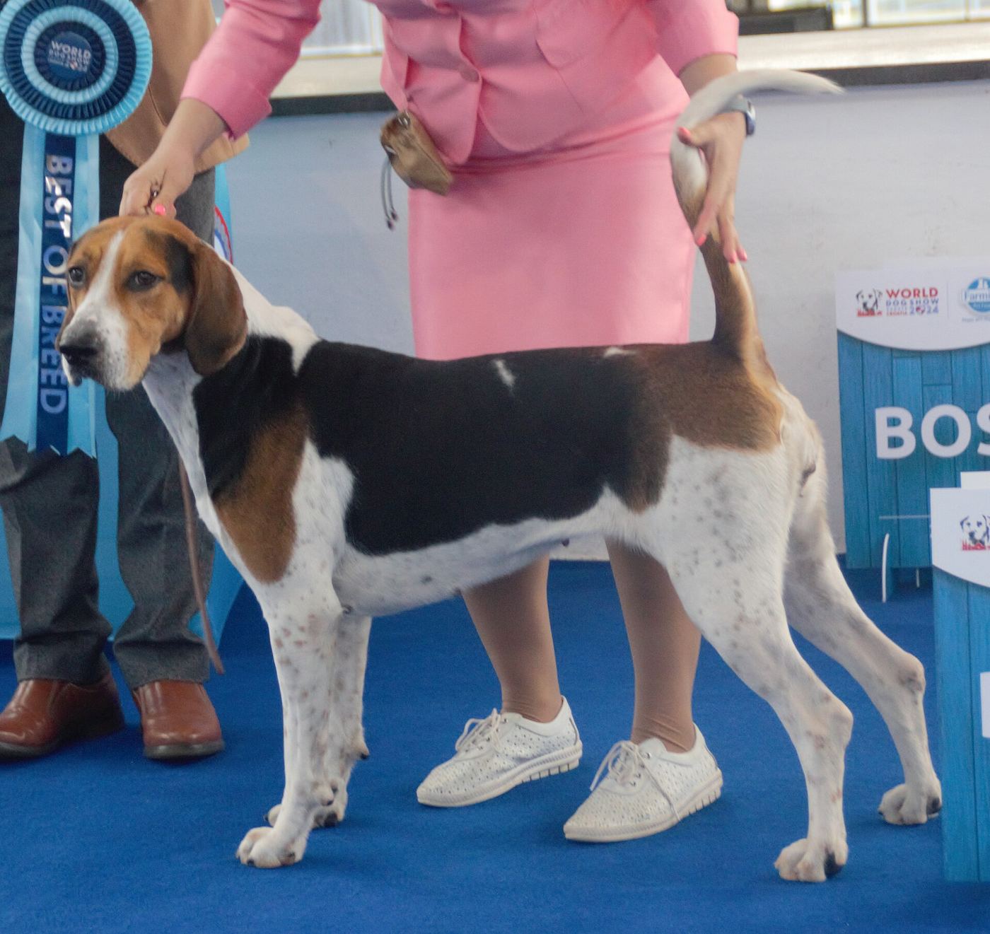 Anglický foxhound tricolor (čierno-bielo-tan) v postoji z boku — atletická stavba, silná kosť