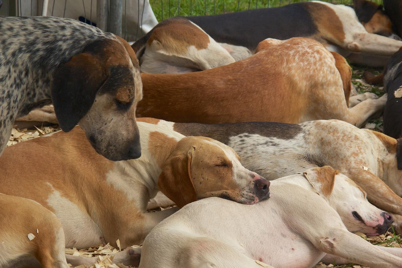 Svorka anglických foxhoundov oddychuje pokope, psy ležia jeden cez druhého