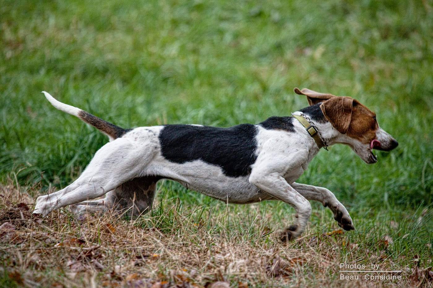 Anglický foxhound v behu cez lúku — vytrvalý galopujúci durič