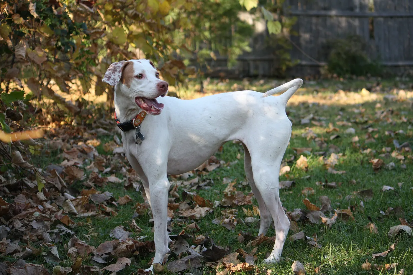 Anglický pointer