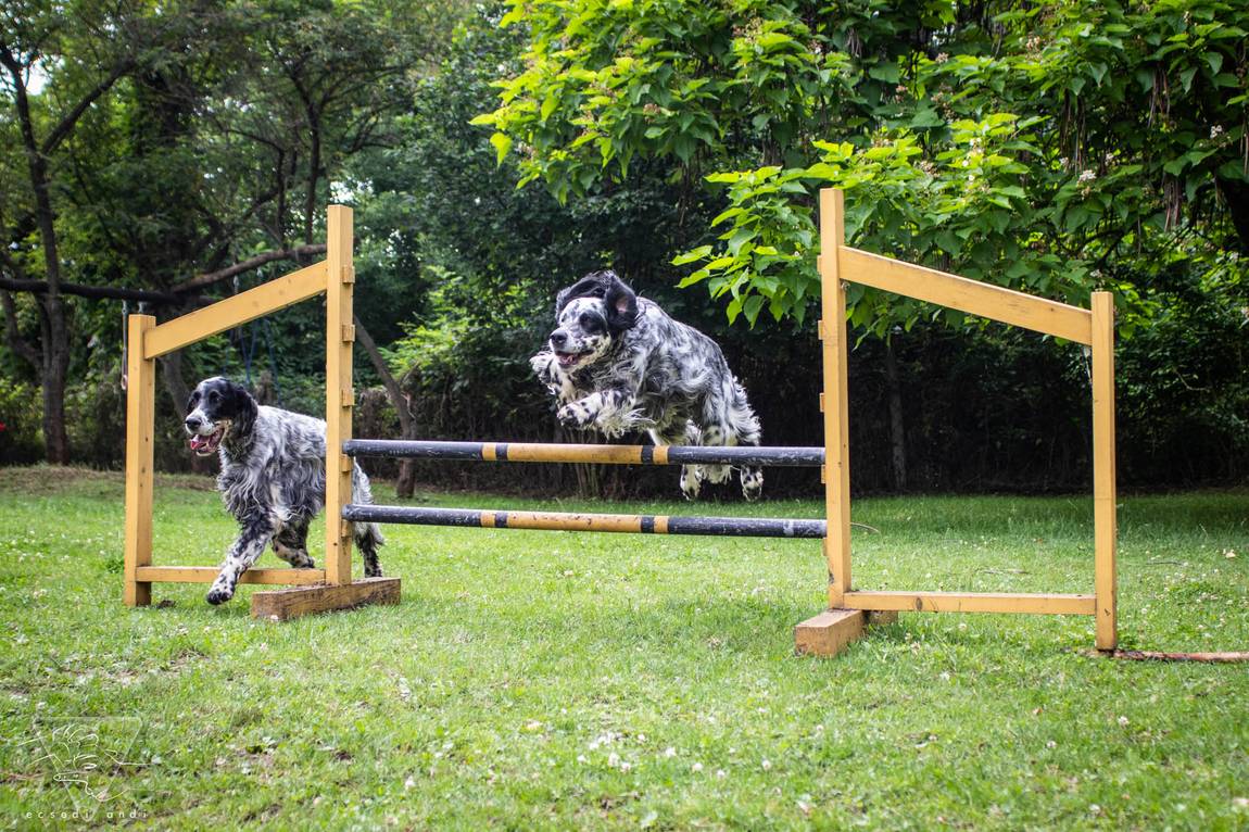 Dva blue belton anglické setre skáču cez prekážku na agility — kropenaté telá a vejúce pierka v pohybe