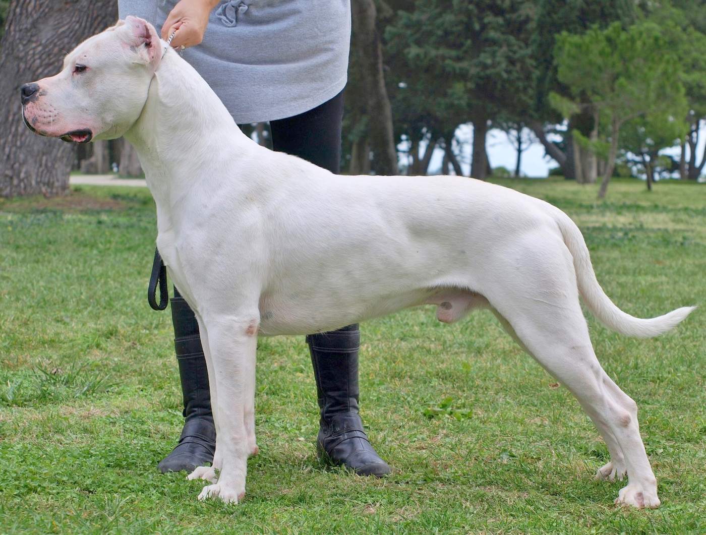 Argentínska doga (Dogo Argentino) — biely svalnatý molos v postoji na tráve
