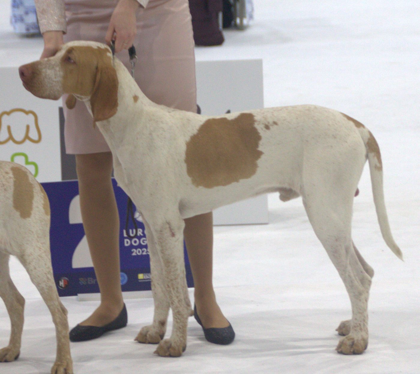 Dvojica ariégeských stavačov na výstave (Europe Dog Show 2025) — jeden s prirodzeným dlhým chvostom, biele telo s plavo-oranžovými znakmi