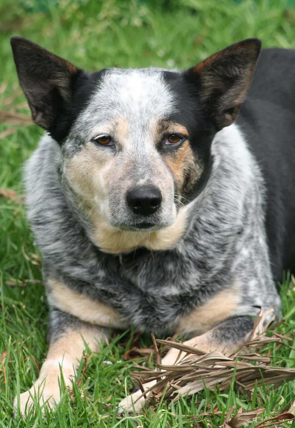 Modrý grošovaný austrálsky dobytkársky pes (Blue Heeler) — portrét hlavy s pálovými znakmi