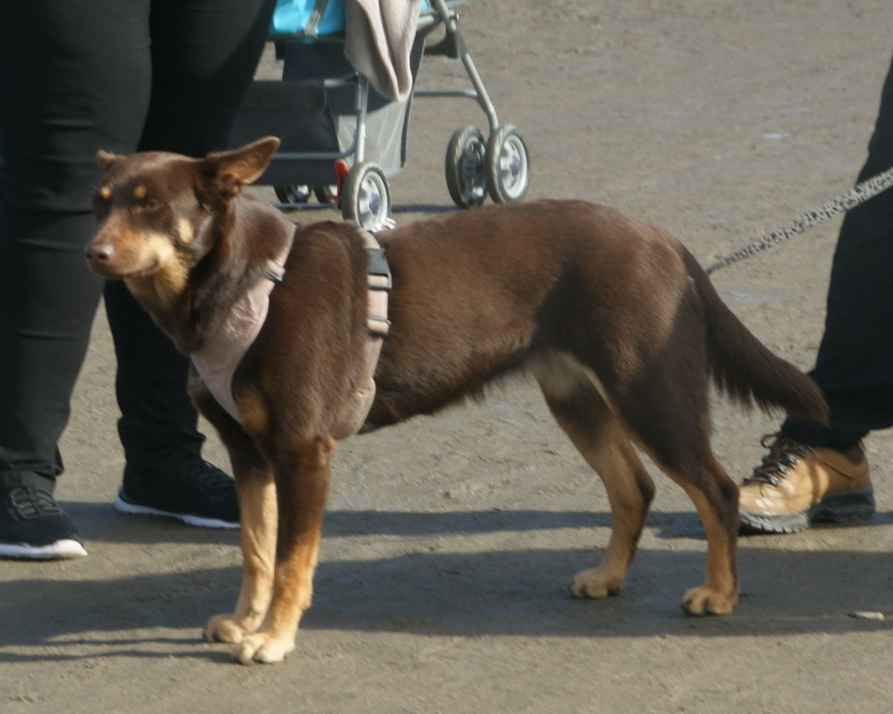 Červeno-pálený (liver) kelpie v profile — chudá, aktívna pracovná stavba tela