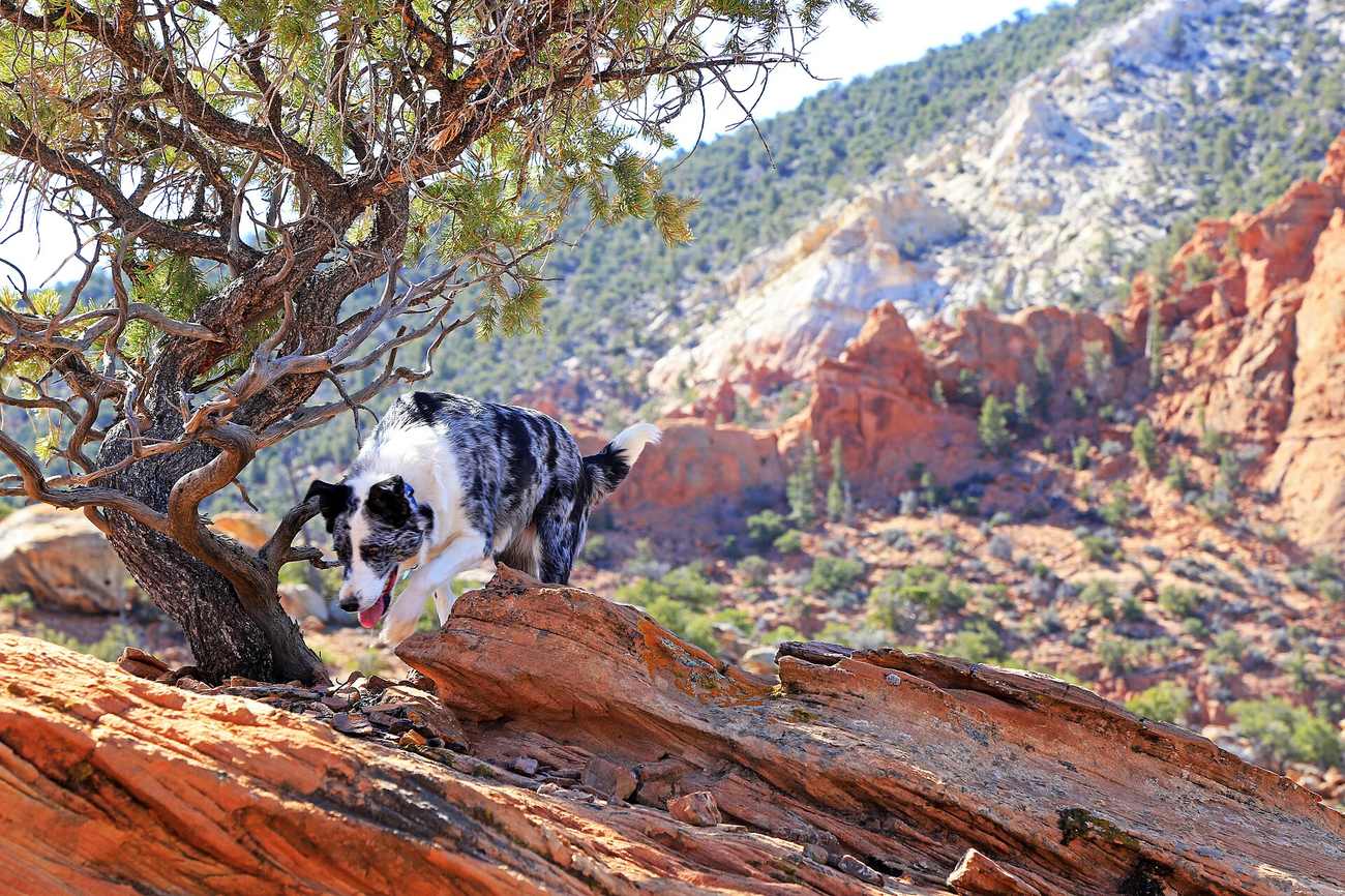 Blue merle austrálsky ovčiak na červených skalách amerického Západu