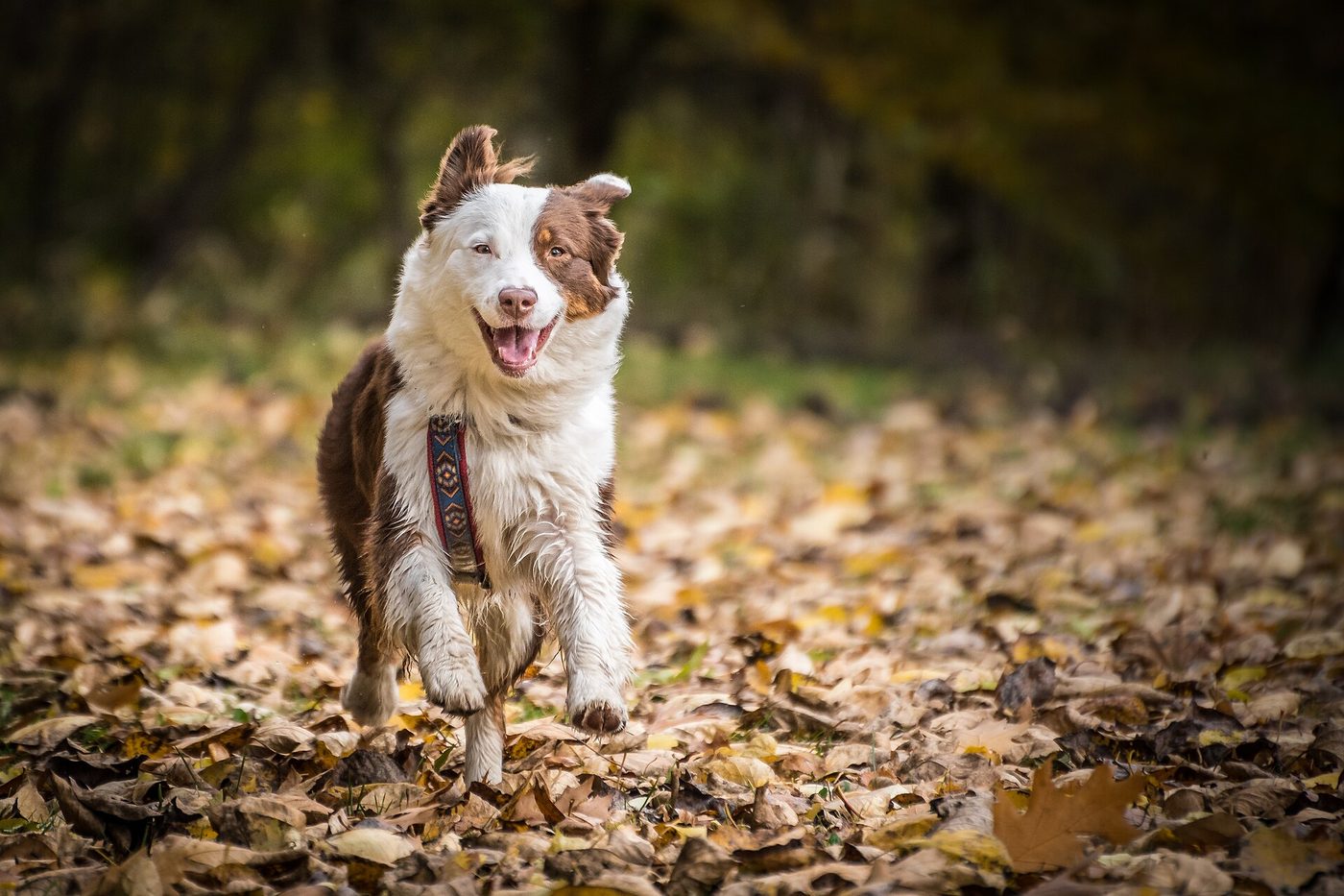 Red merle austrálsky ovčiak beží jesenným lístím