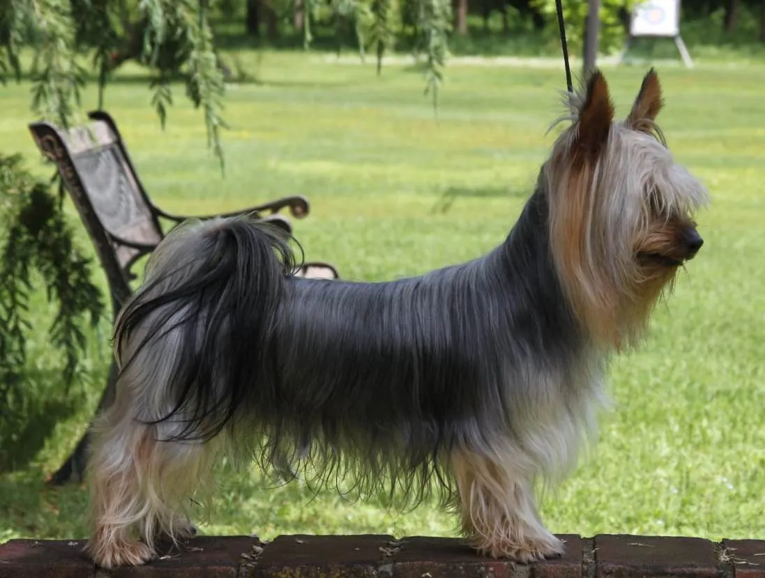 Austrálsky silky teriér