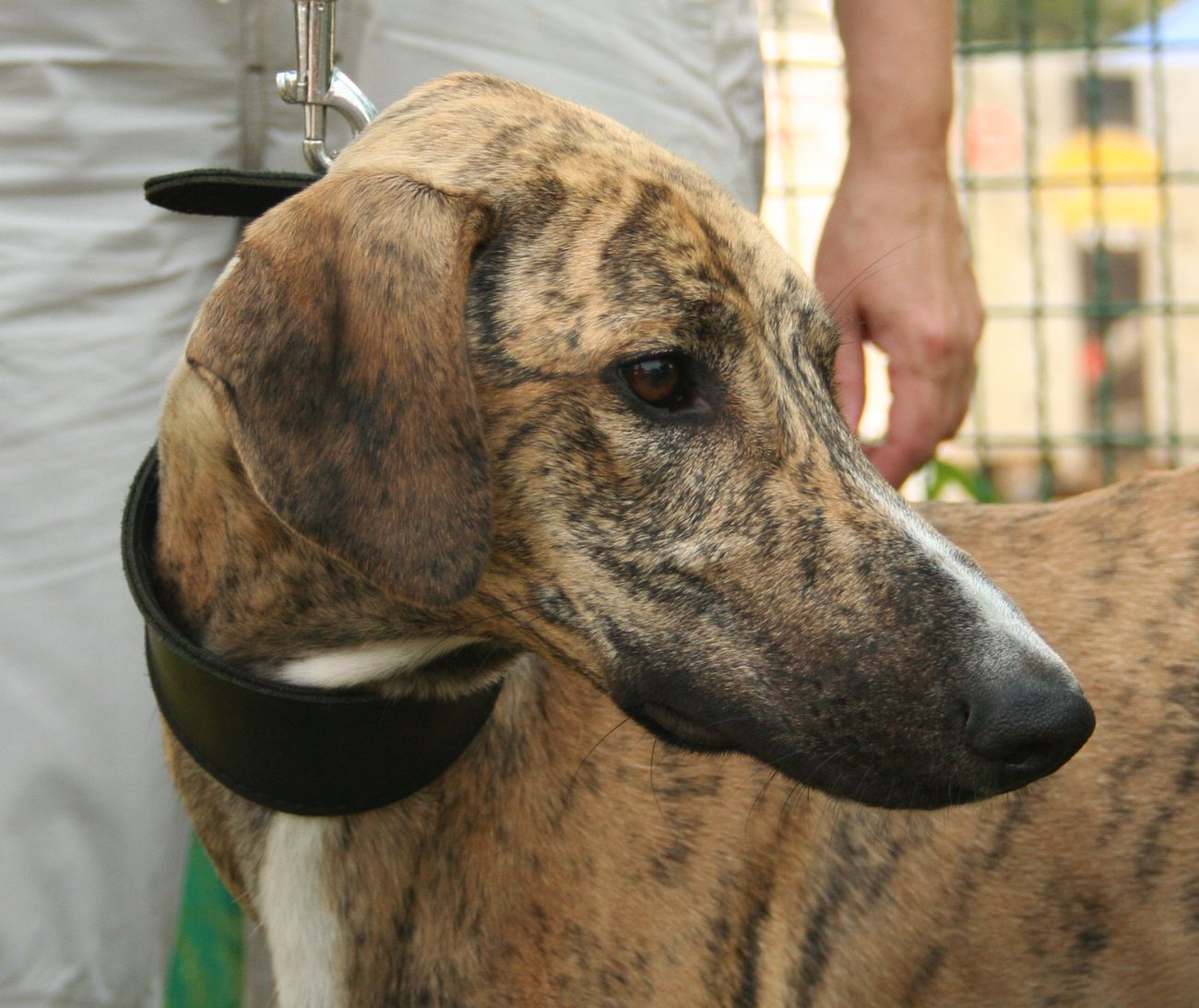 Portrét žíhaného (brindle) azavaka — dlhá úzka hlava a jemná krátka srsť