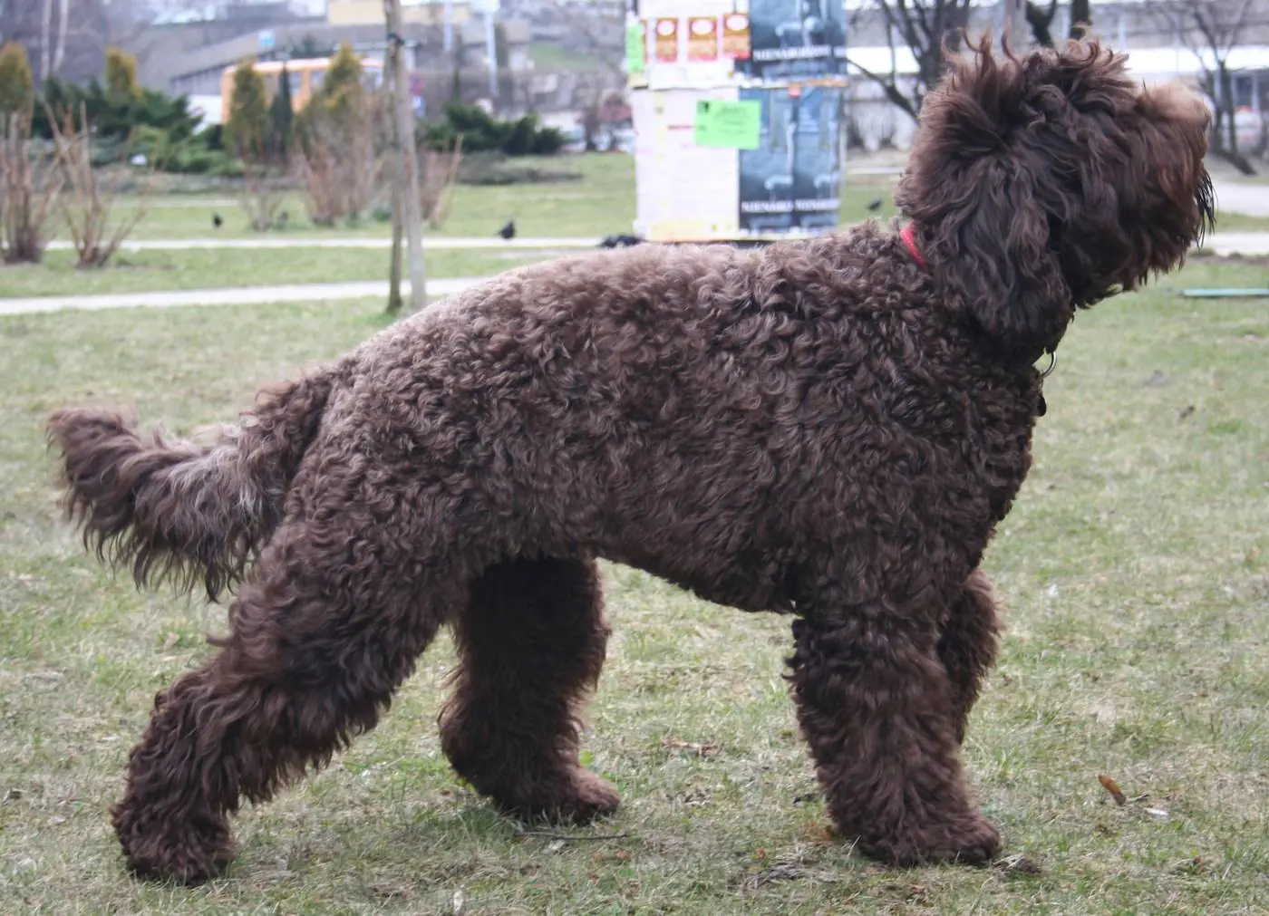Barbet — bradatý