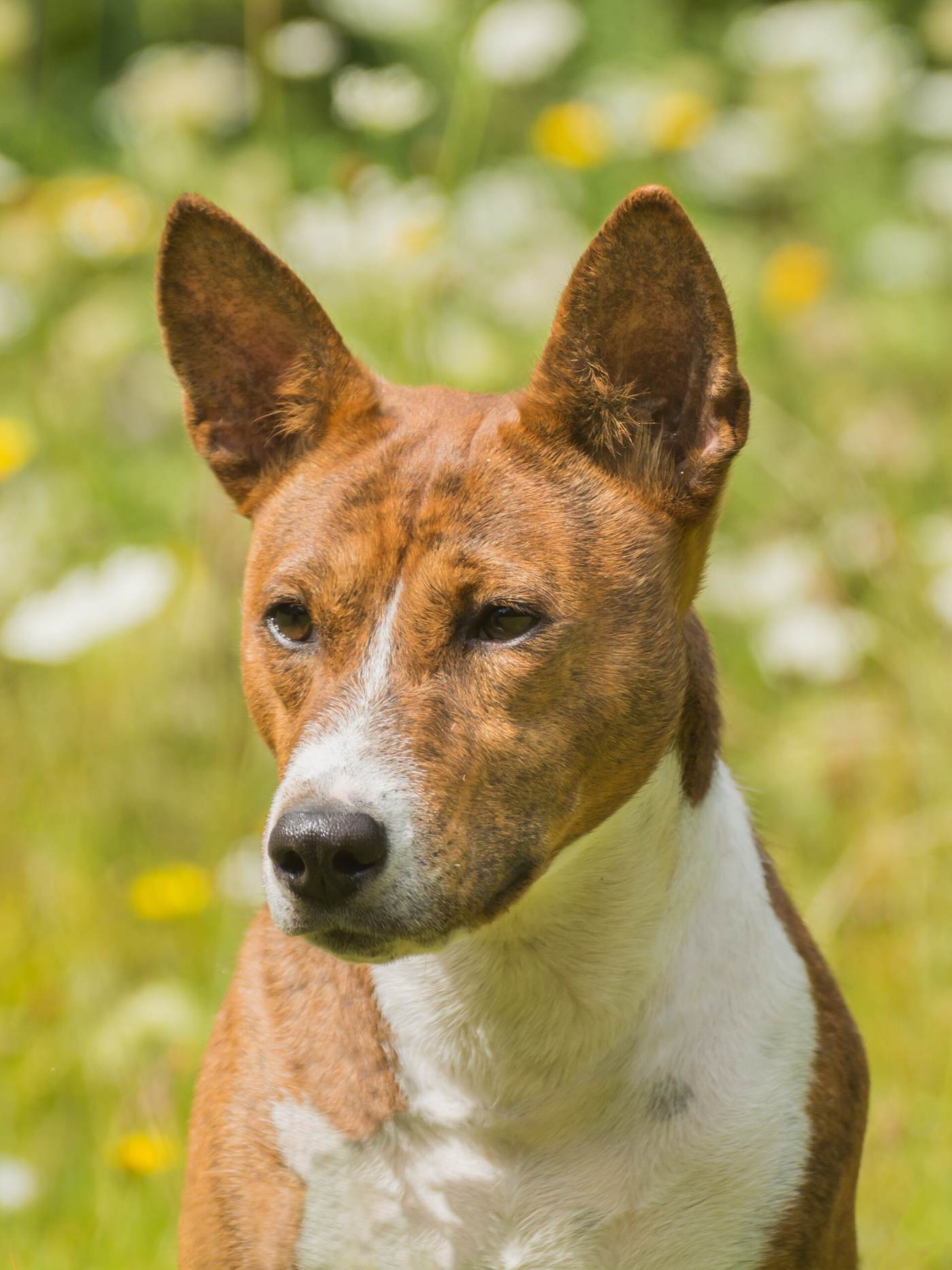 Basenji červeno-biely — portrét s veľkými vztýčenými ušami a vráskavým čelom