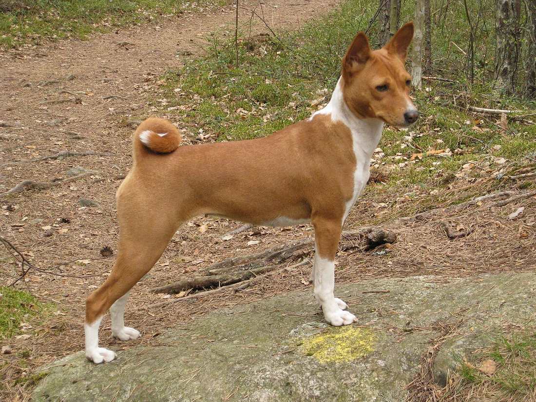 Basenji červeno-biely stojaci z profilu — vidno tesne stočený chvost, biele labky a bielu hruď