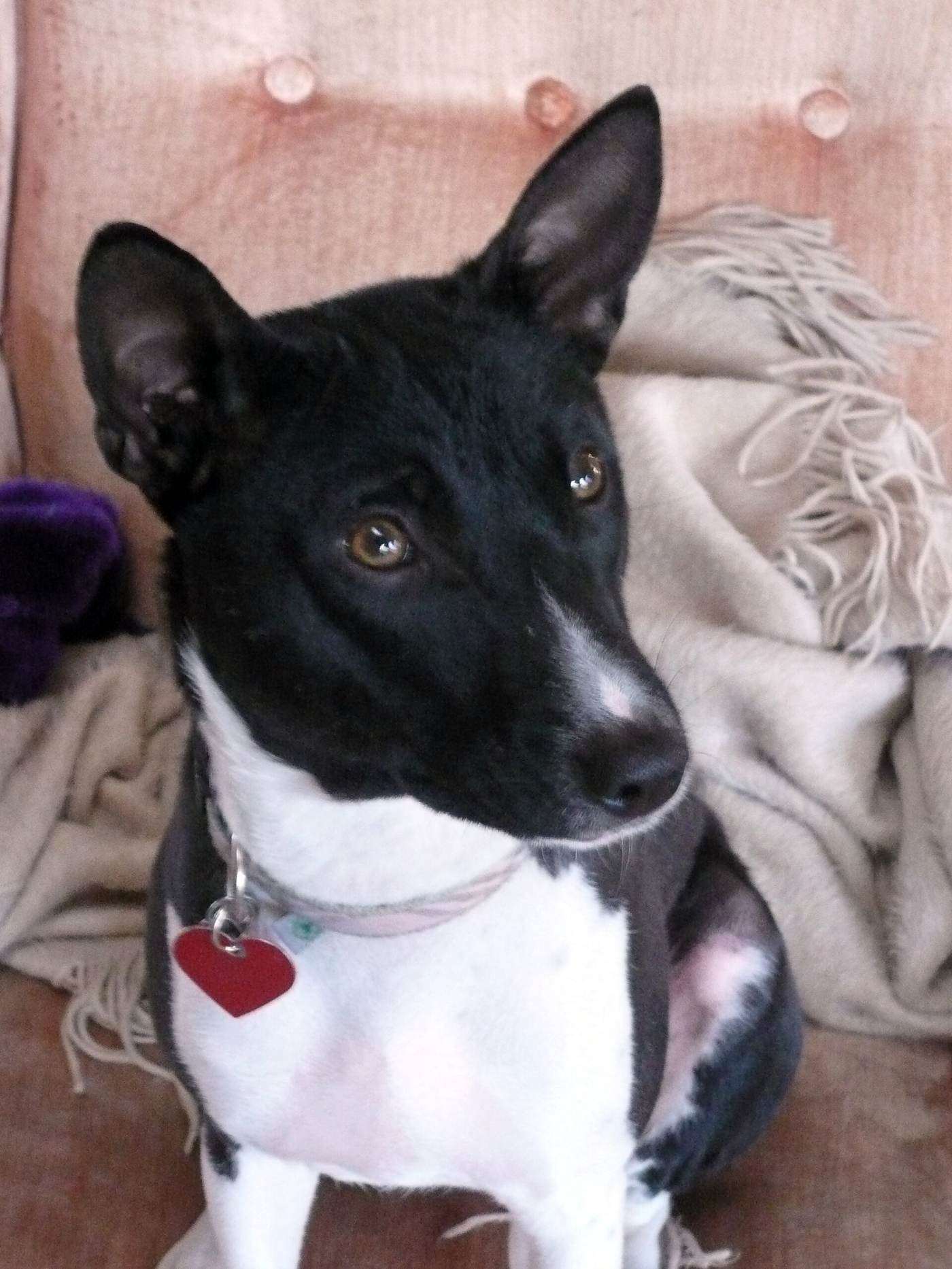 Čierno-biely basenji s naklonenou hlavou a vztýčenými ušami — pozorný, zvedavý výraz