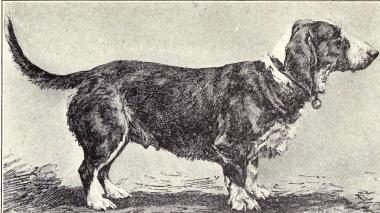 Dobová rytina drsnosrstého bretónskeho baseta z roku 1915