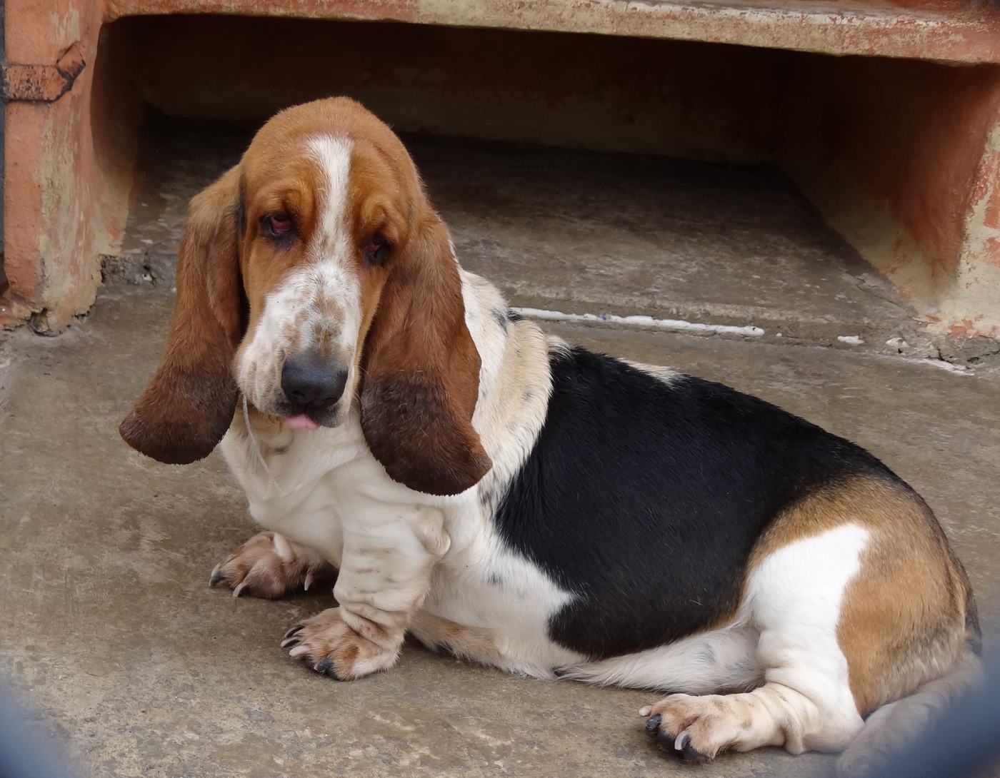 Trikolórny baset hound leží a odpočíva, viditeľné dlhé uši a nízke telo