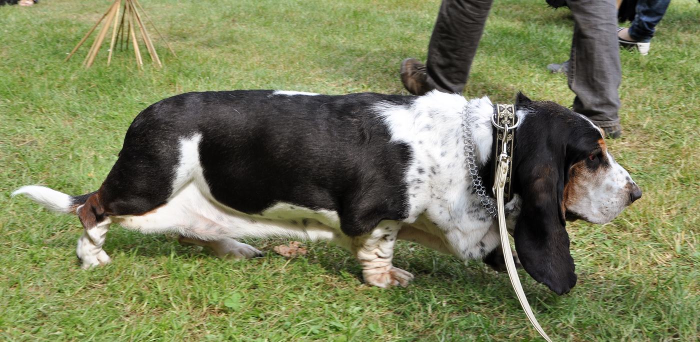 Baset hound z profilu počas chôdze ukazuje dlhé nízke telo na krátkych nohách