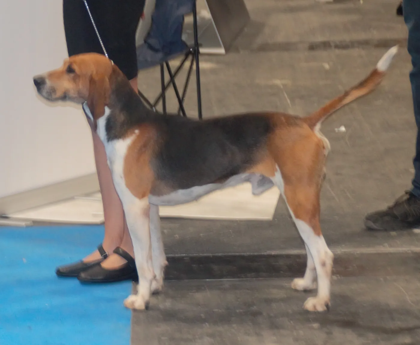 Beagle-Harrier — plemeno, o ktorom sa