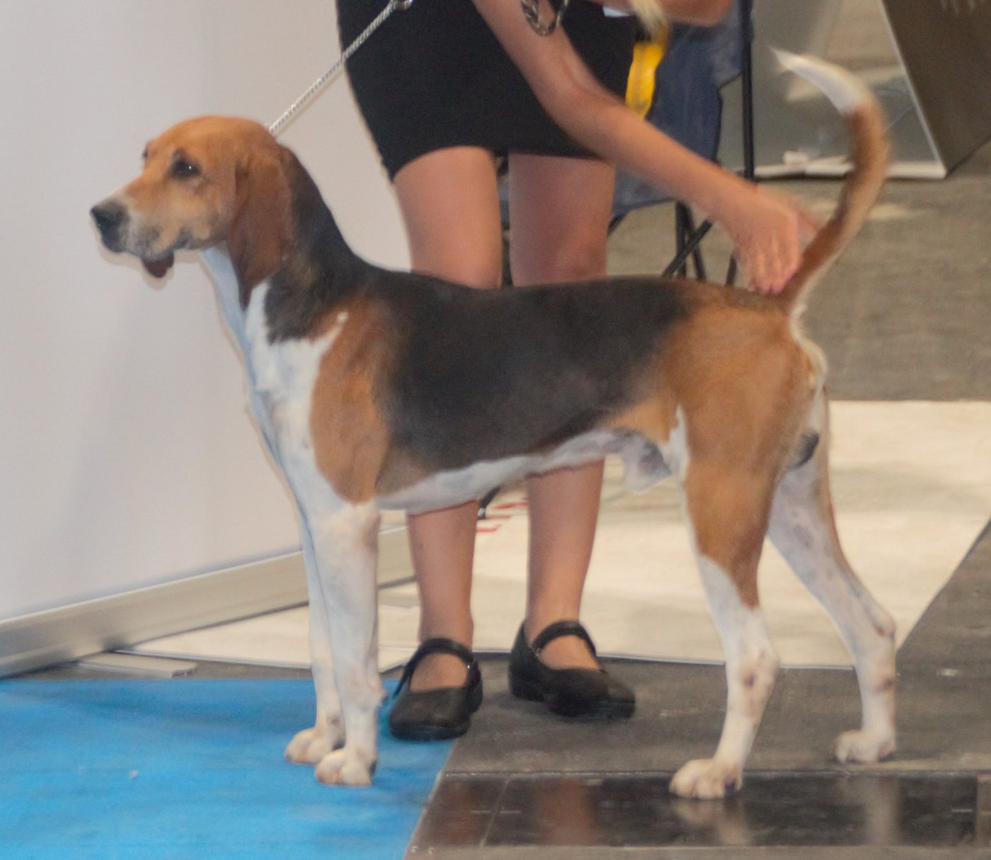 Beagle-harrier v postoji na výstave — trojfarebný durič strednej veľkosti