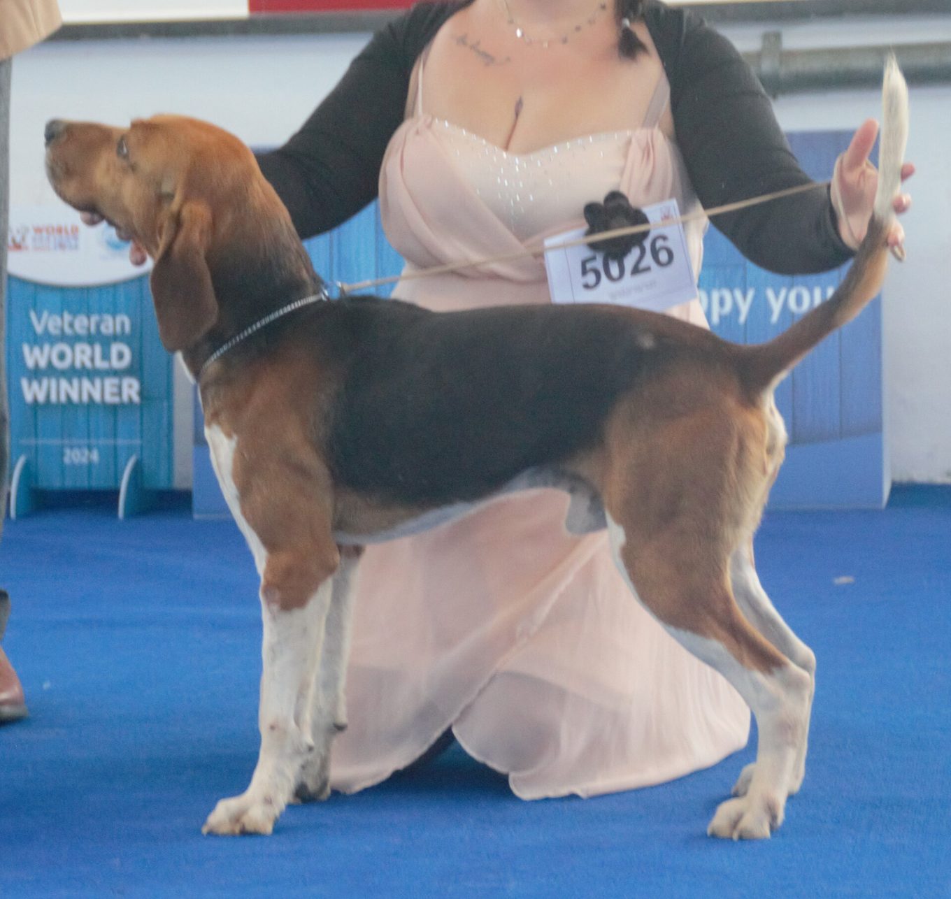 Beagle-harrier ocenený na výstave, bočný pohľad na stavbu tela