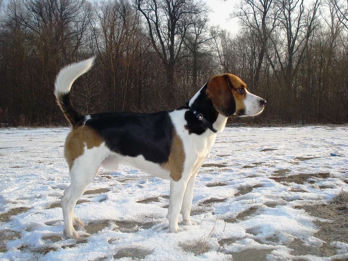 Beagle-harrier vonku v zime — leggier trojfarebný durič s bielou prevahou
