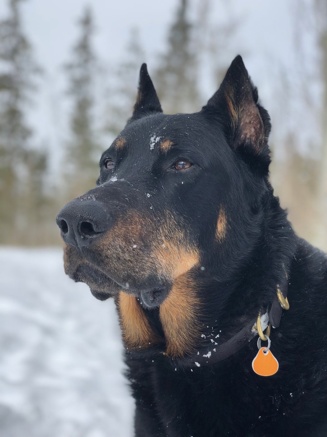 Čierny beauceron s pálením (bas rouge) — portrét v snehu