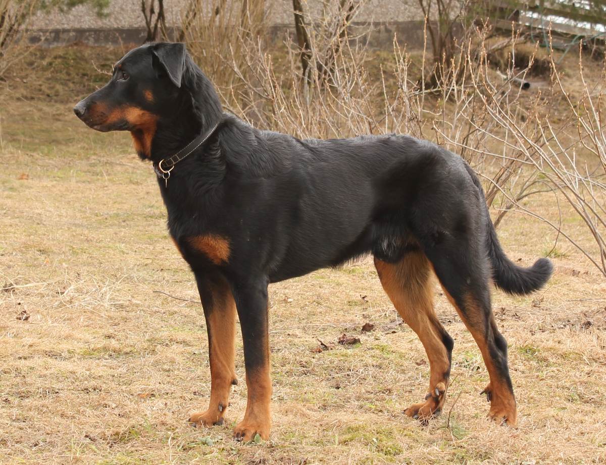 Čierny beauceron s pálením stojaci z profilu — vidno červené pančuchy na nohách