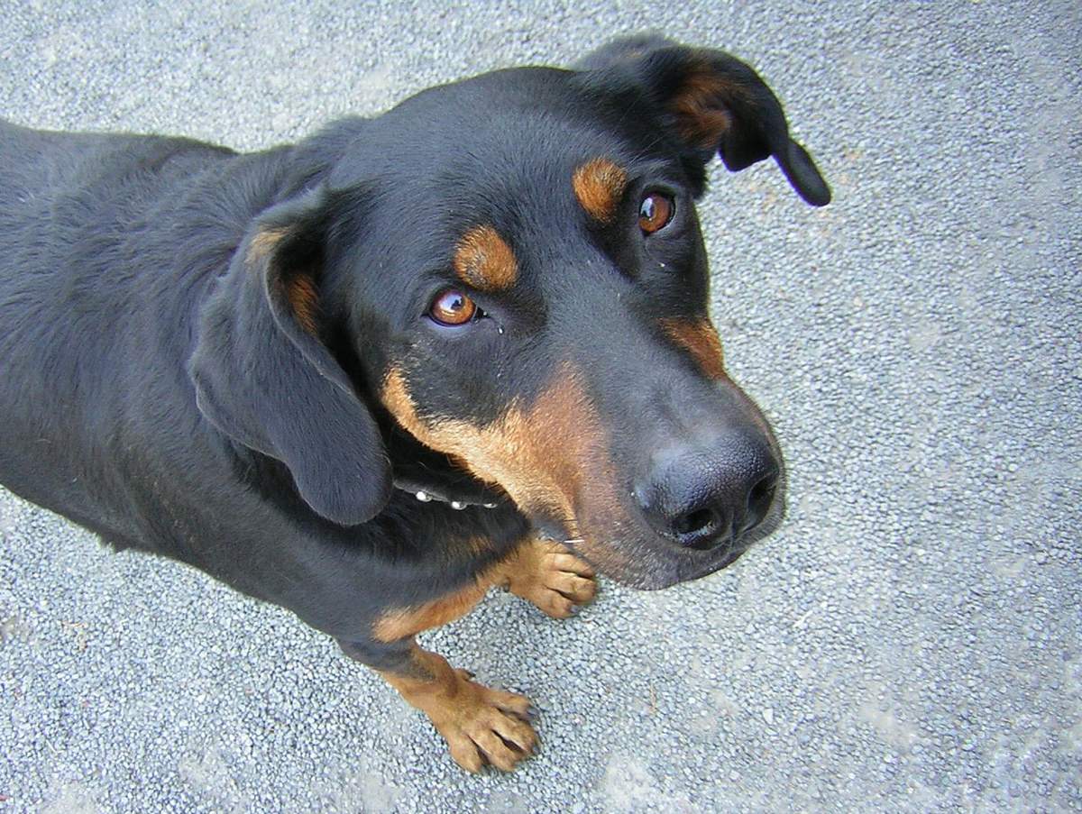 Beauceron s výrazným pálením nad očami zvedavo vzhliada
