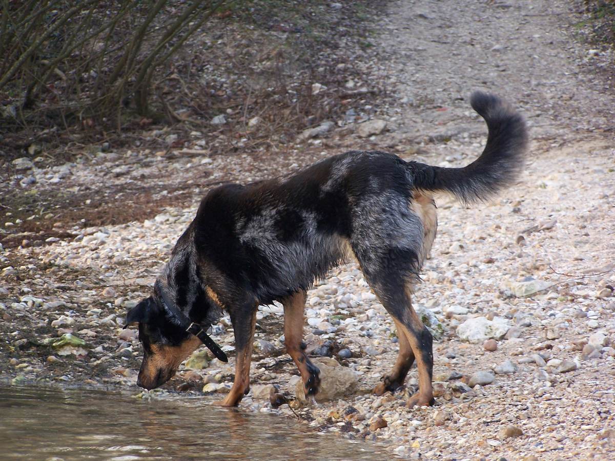 Arlekín (harlekýn) beauceron so sivo-čierno-plavým sfarbením pri vode
