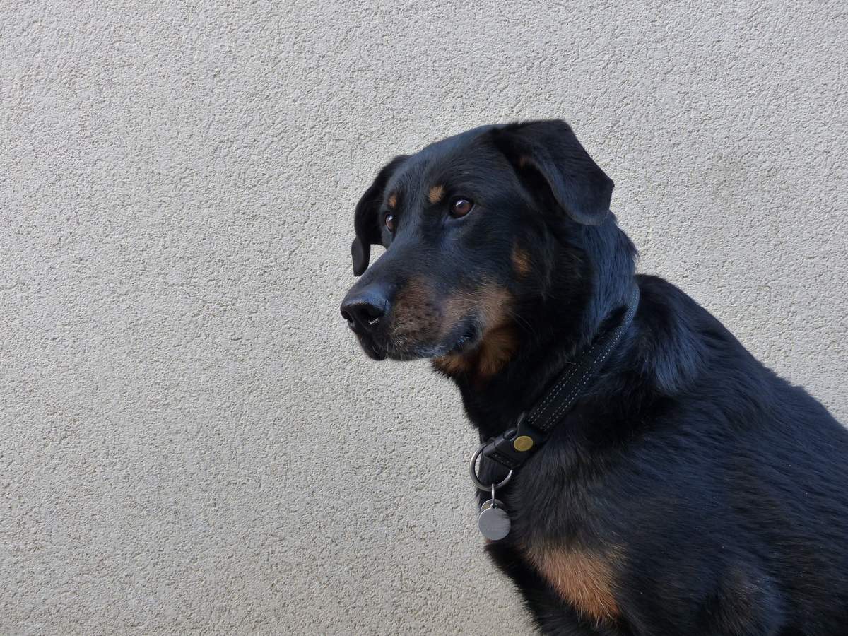 Sediaci čierny beauceron s pálením a prirodzene sklopenými ušami