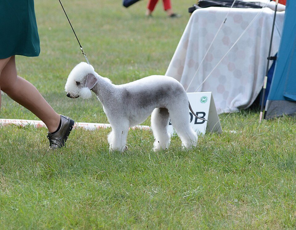 Bedlington teriér z profilu v klasickom baránčom (lamb) strihu — biely klobúčik na hlave, ostrihané modrosivé telo a klenutý chrbát