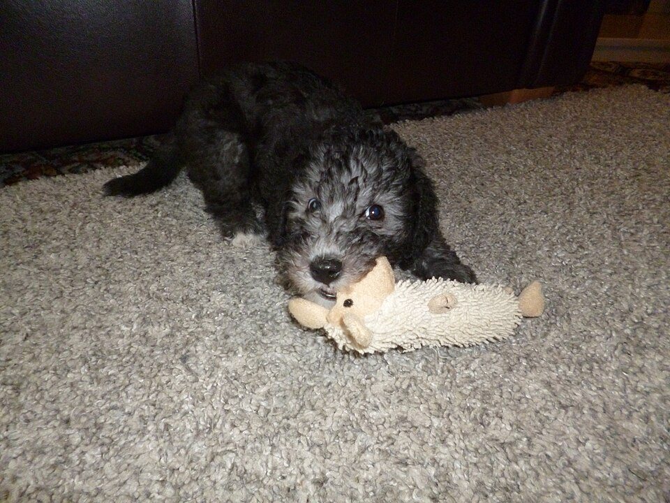 Šteňa bedlington teriéra s tmavou kučeravou srsťou obhrýza plyšovú ovečku