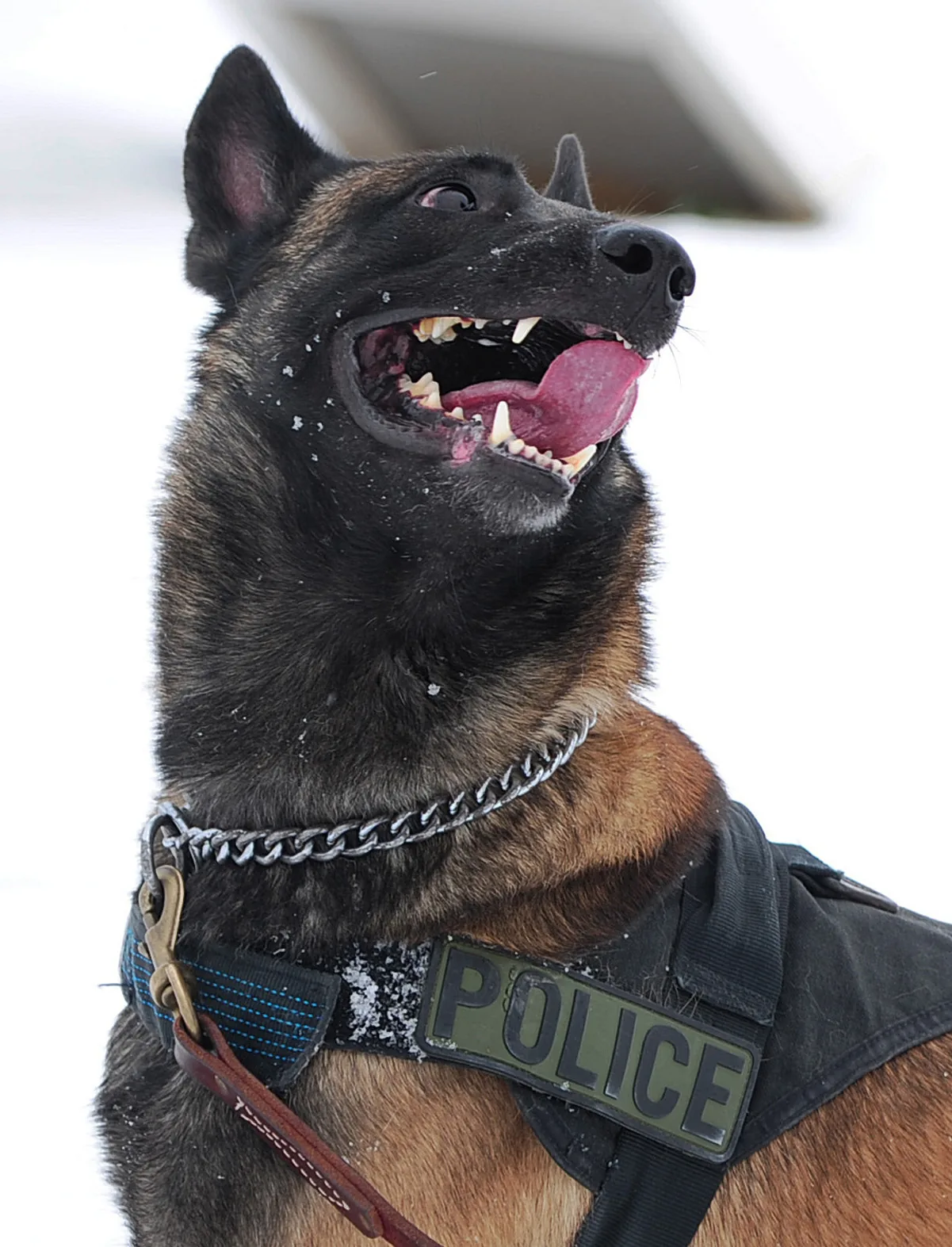 Belgický ovčiak malinois v služobnej veste s nápisom POLICE