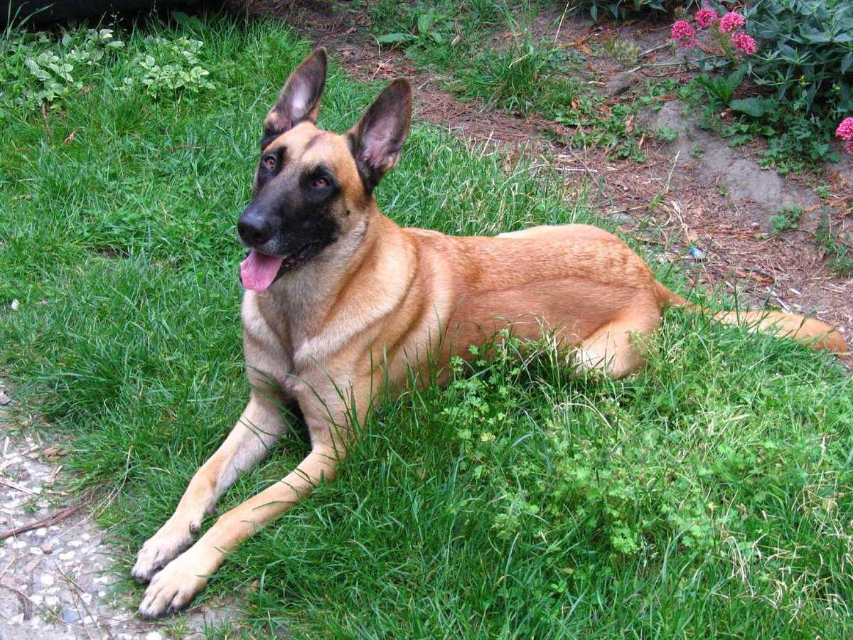 Belgický ovčiak malinois leží v tráve, pozorný, s typickou čiernou maskou
