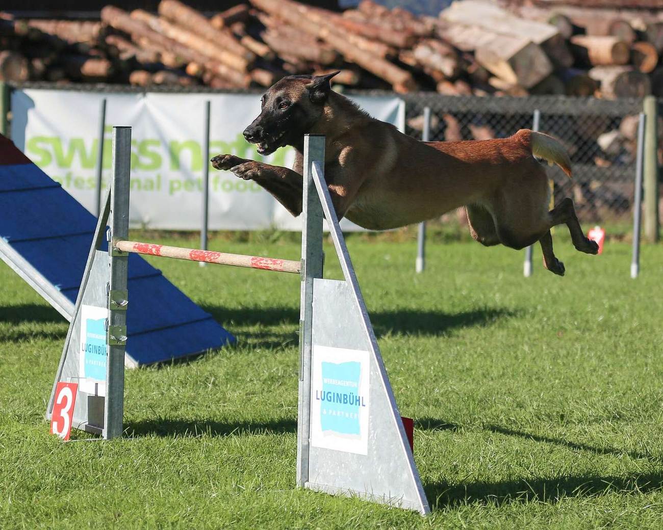 Belgický ovčiak malinois skáče cez prekážku na agility