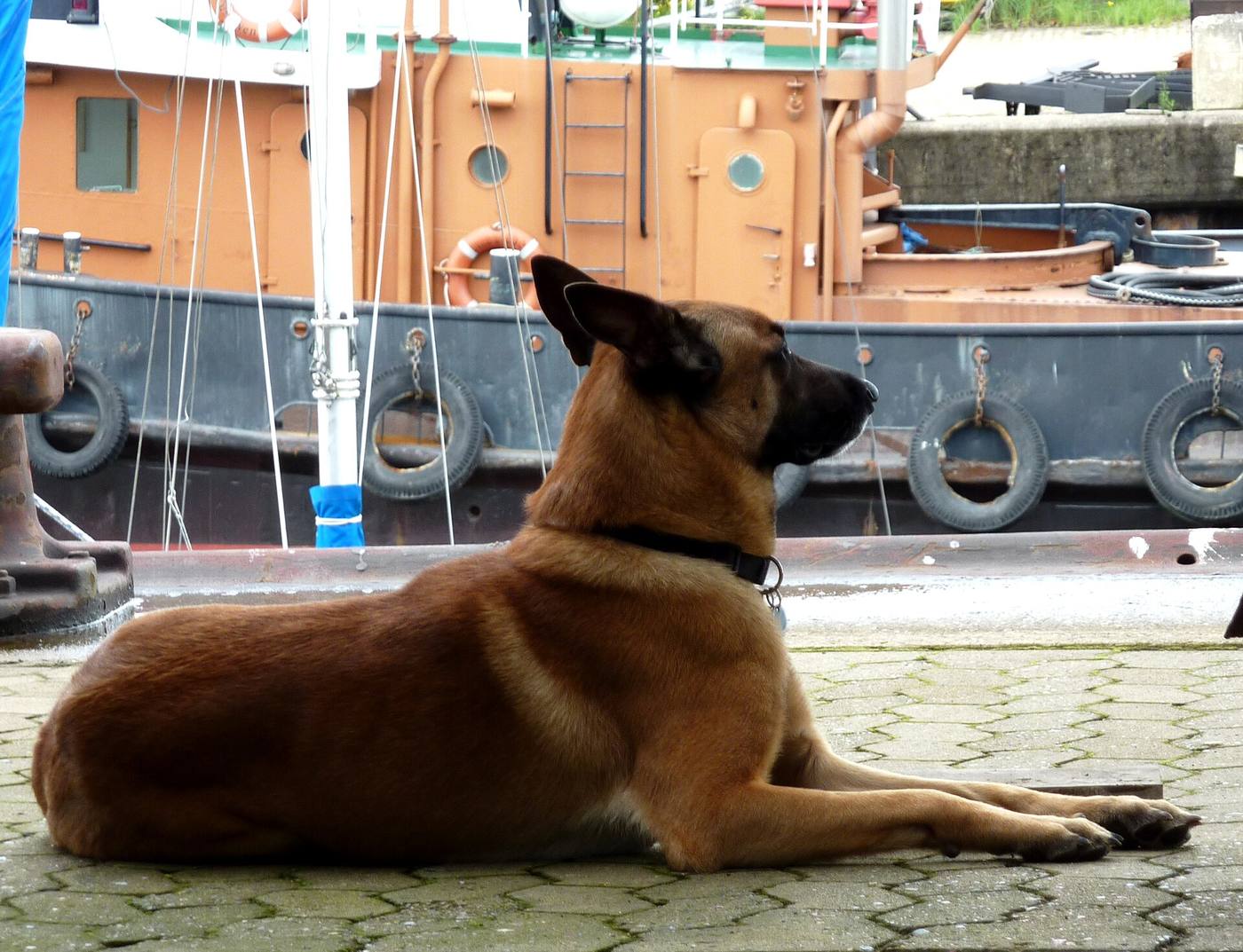 Belgický ovčiak malinois v profile, atletická suchá stavba tela