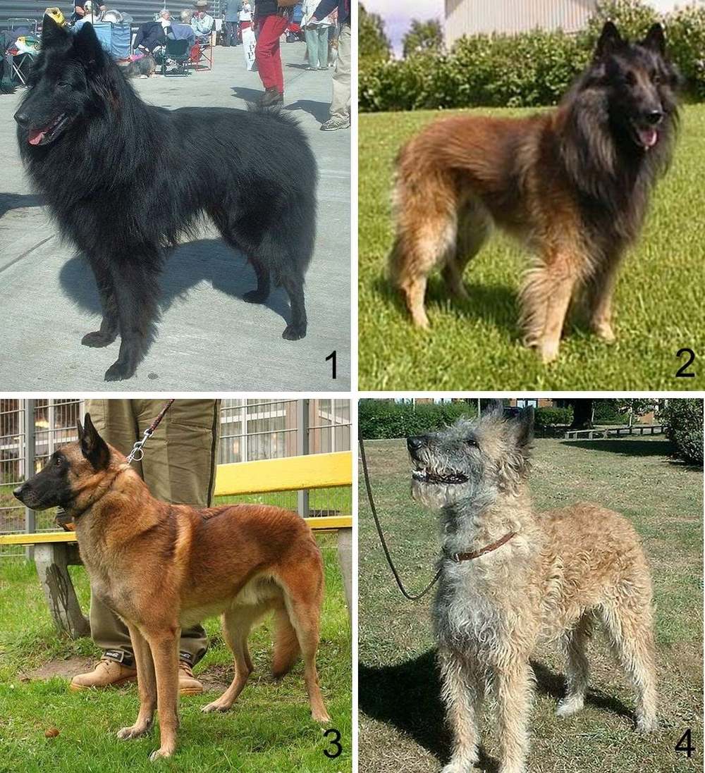 Štyri variety belgického ovčiaka vedľa seba: groenendael, tervueren, malinois, laekenois