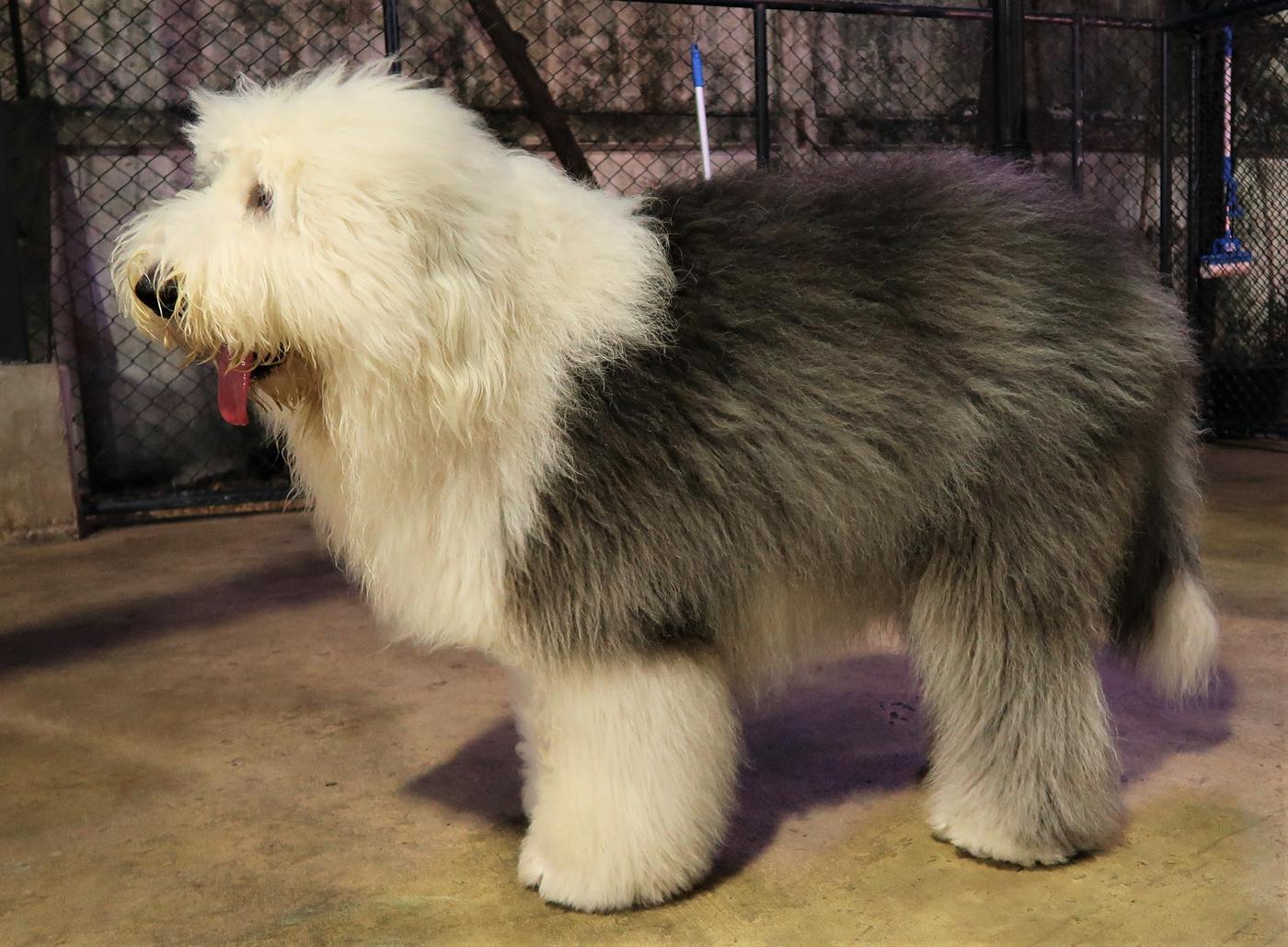 Staroanglický ovčiar (bobtail) z boku — mohutné telo s hustou sivo-bielou huňatou srsťou