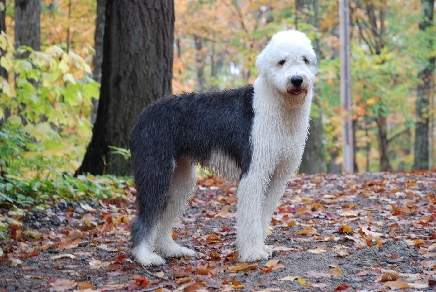 Dospelý bobtail stojaci v jesennom lese s vlhkou huňatou srsťou