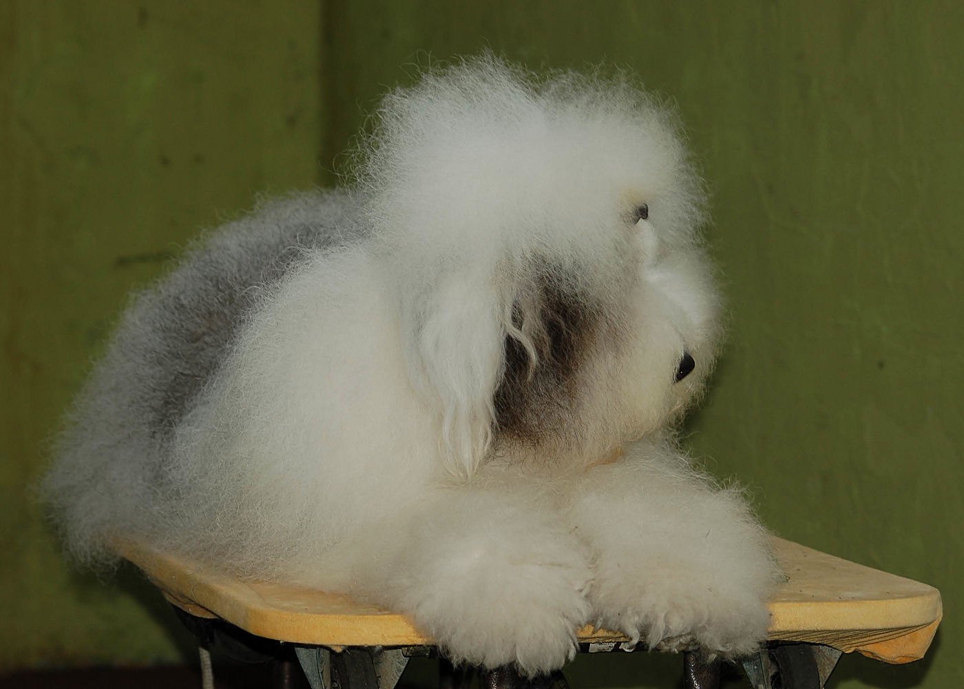 Bobtail na úpravnom stole so silne huňatou nadýchanou srsťou