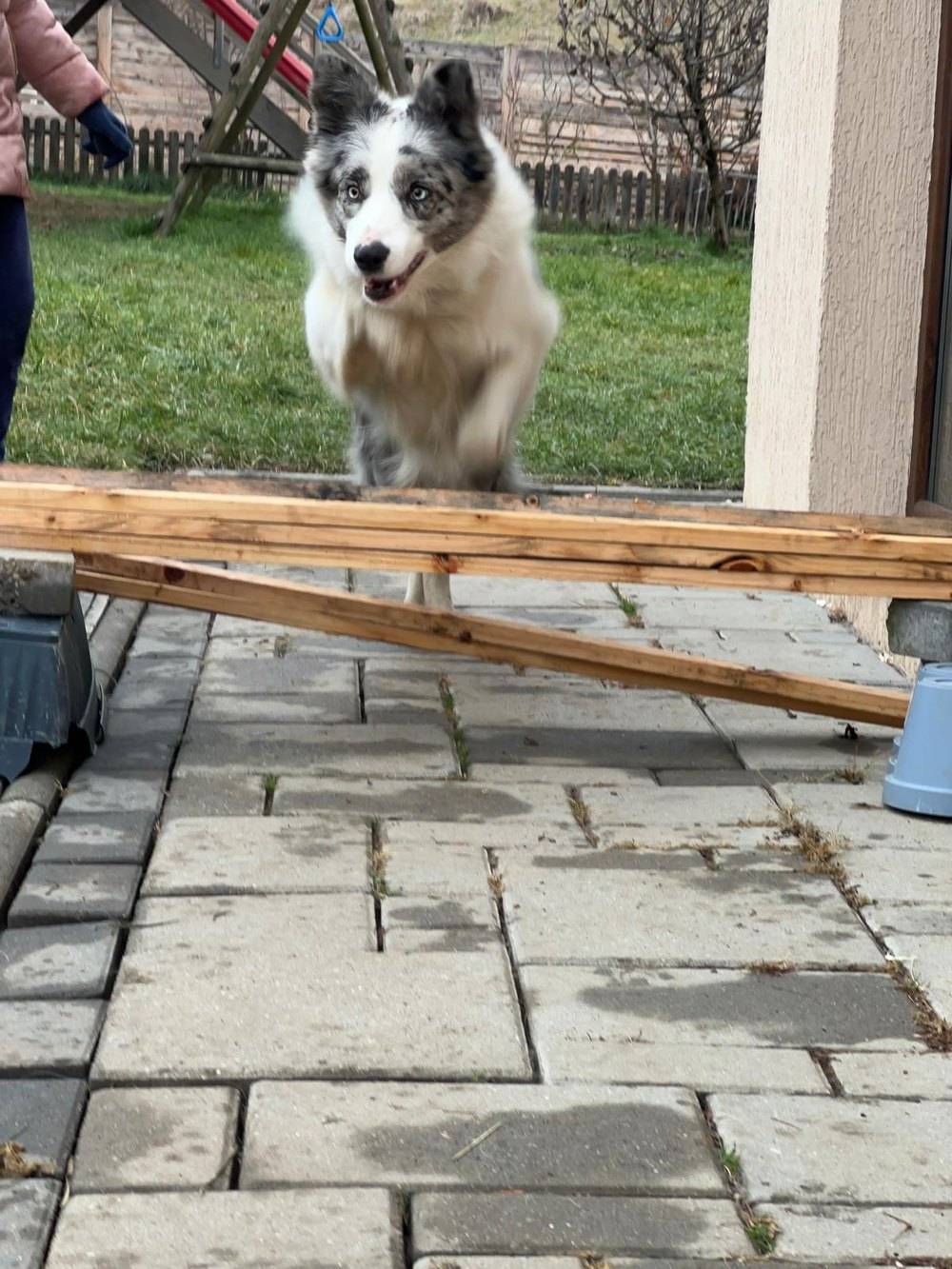 Blue merle border kólia preskakuje prekážku na dvore